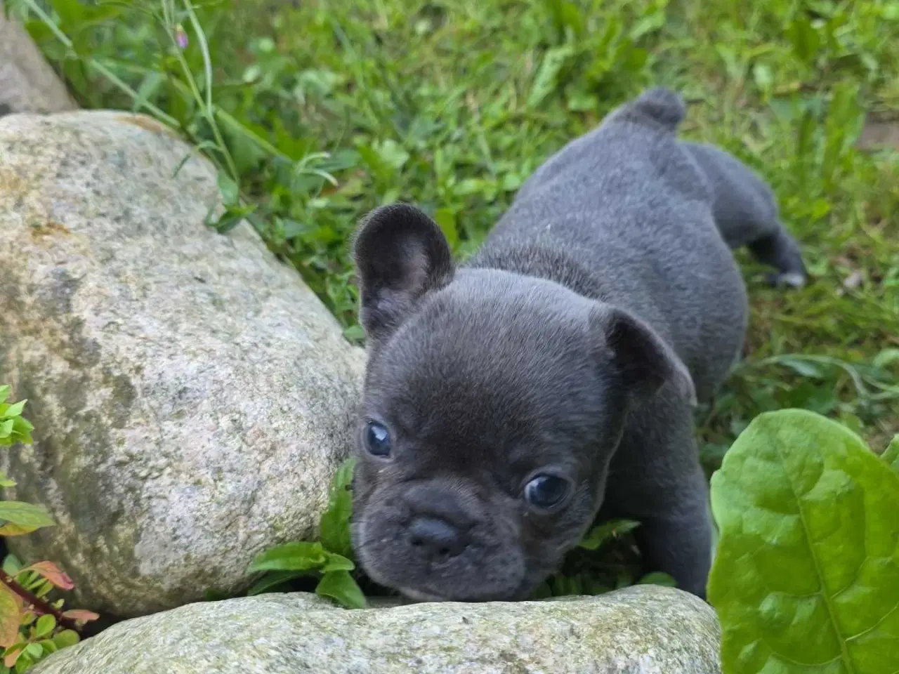 Billede 7 - Fransk  Bulldog 