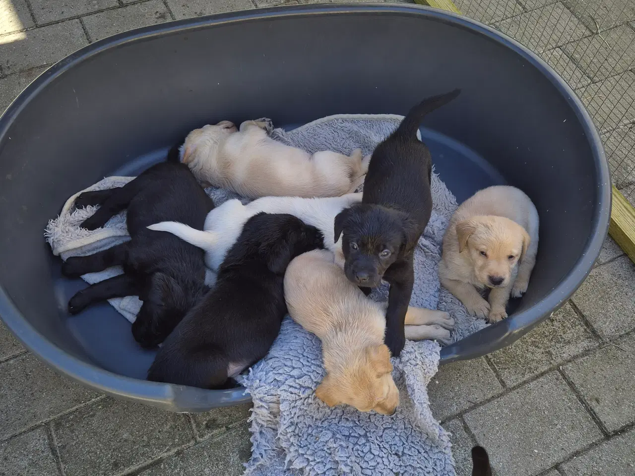 Billede 1 - Labrador hvalpe 