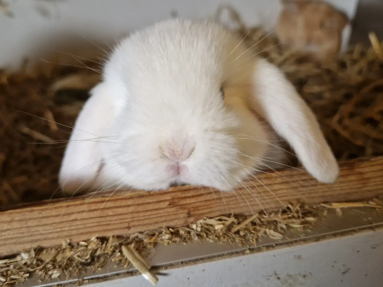 Billede 1 - Minilop unge 