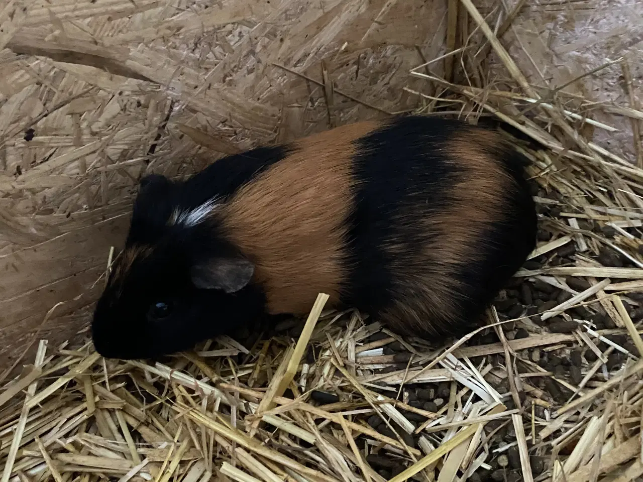 Billede 3 - Hun marsvin sælges