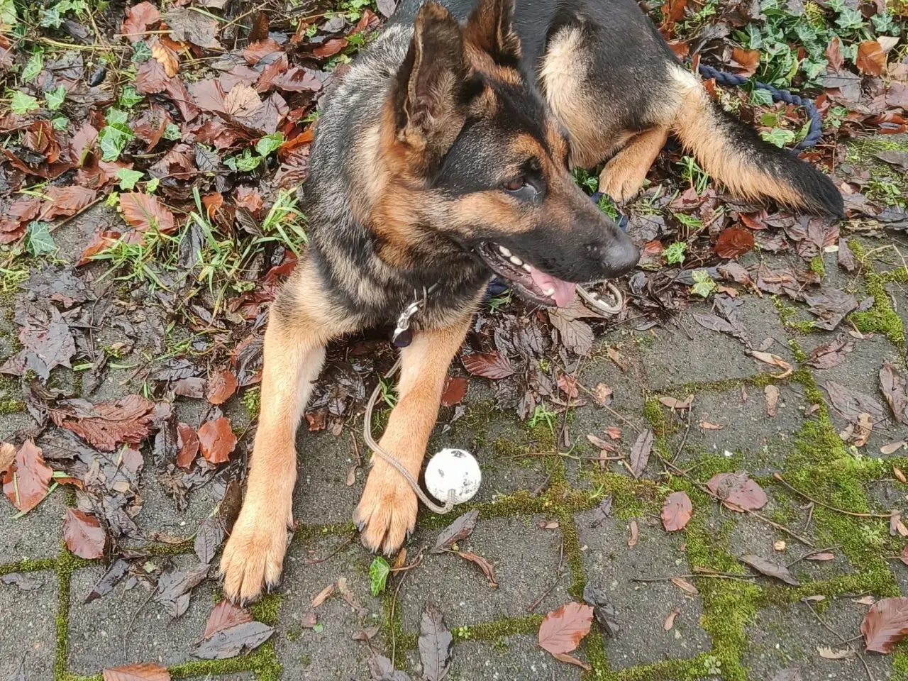 Billede 2 - Schæfer søger nyt hjem 