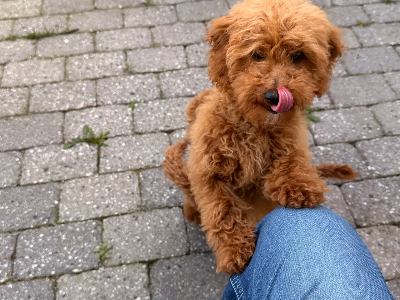 Billede 3 - Maltipoo han hvalp på næsten 6 måneder sælges. 