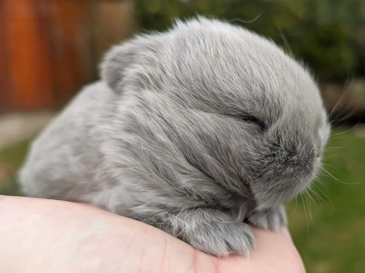 Billede 3 - Minilop kaninunge sælges 