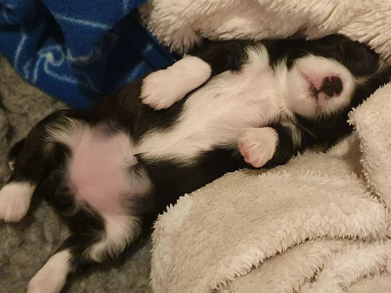 Billede 3 - Bison Havanaishvalpe 7 uger