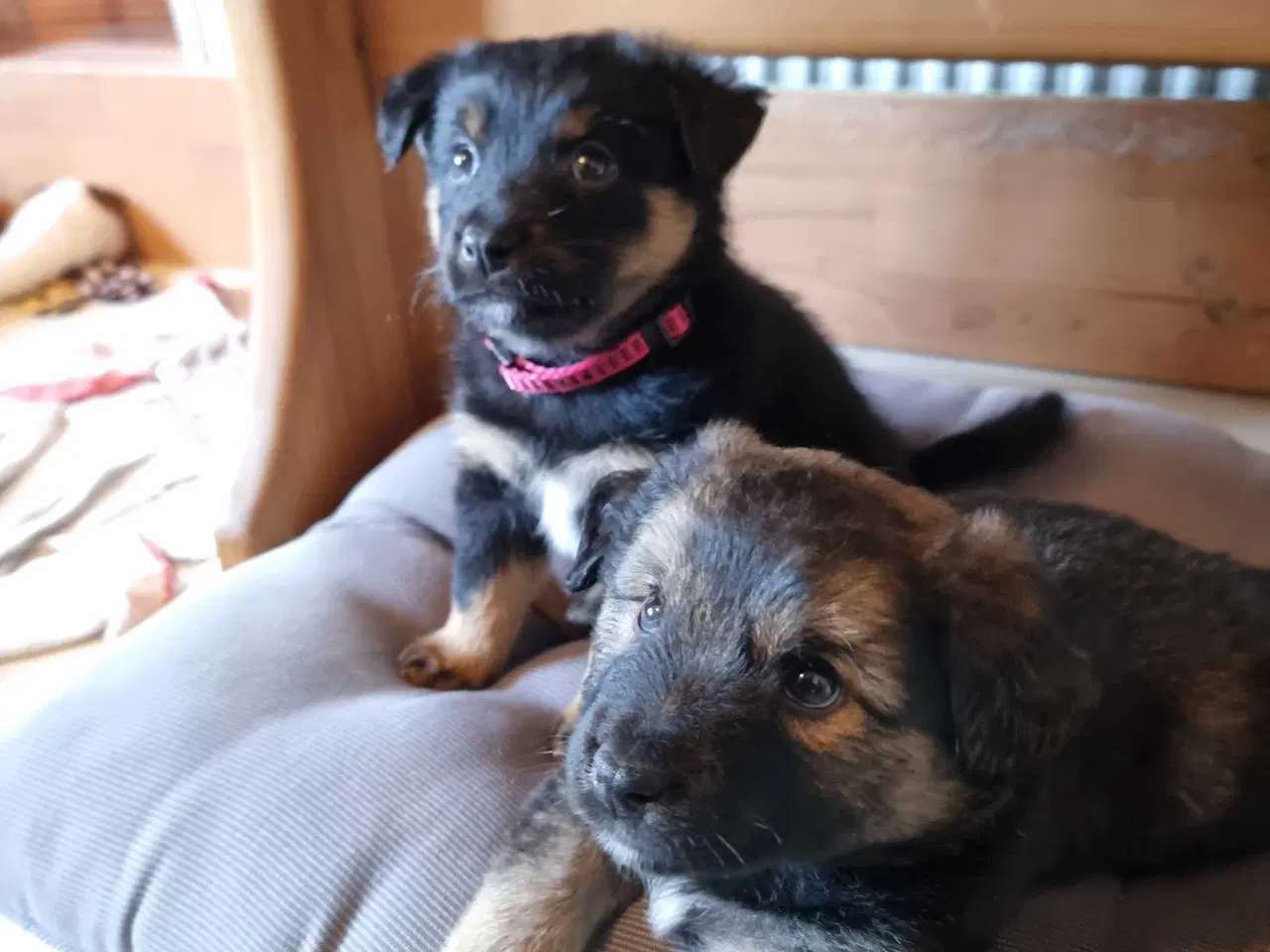 Billede 1 - Islandskfårehund blandings hvalpe 
