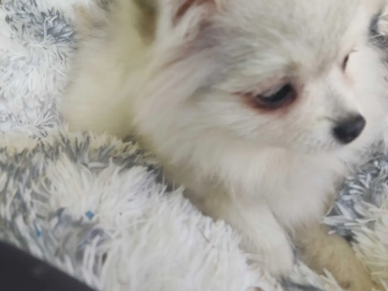 Billede 15 - Mini Pomeranian 