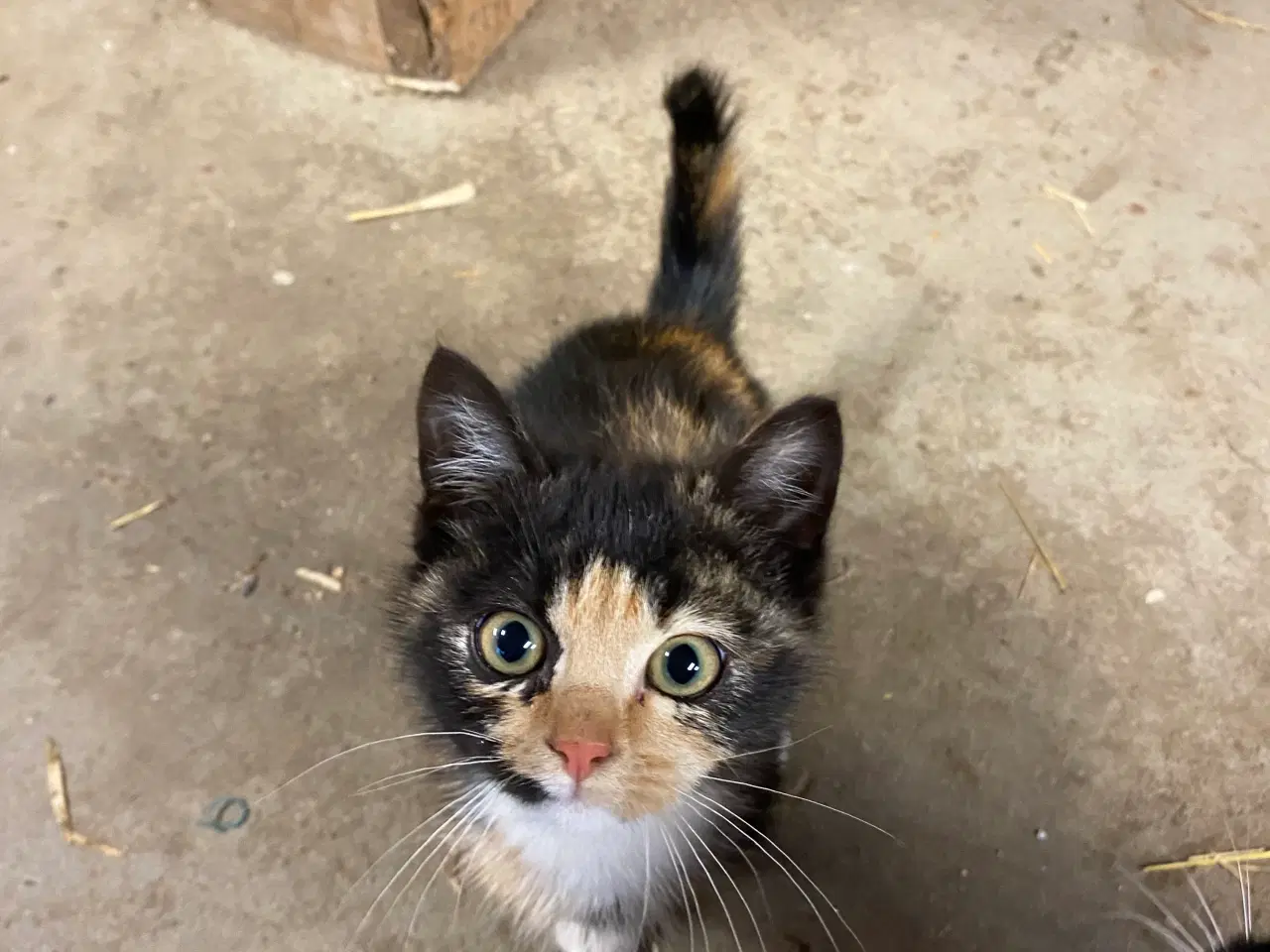 Billede 9 - Kattekillinger søger nyt hjem