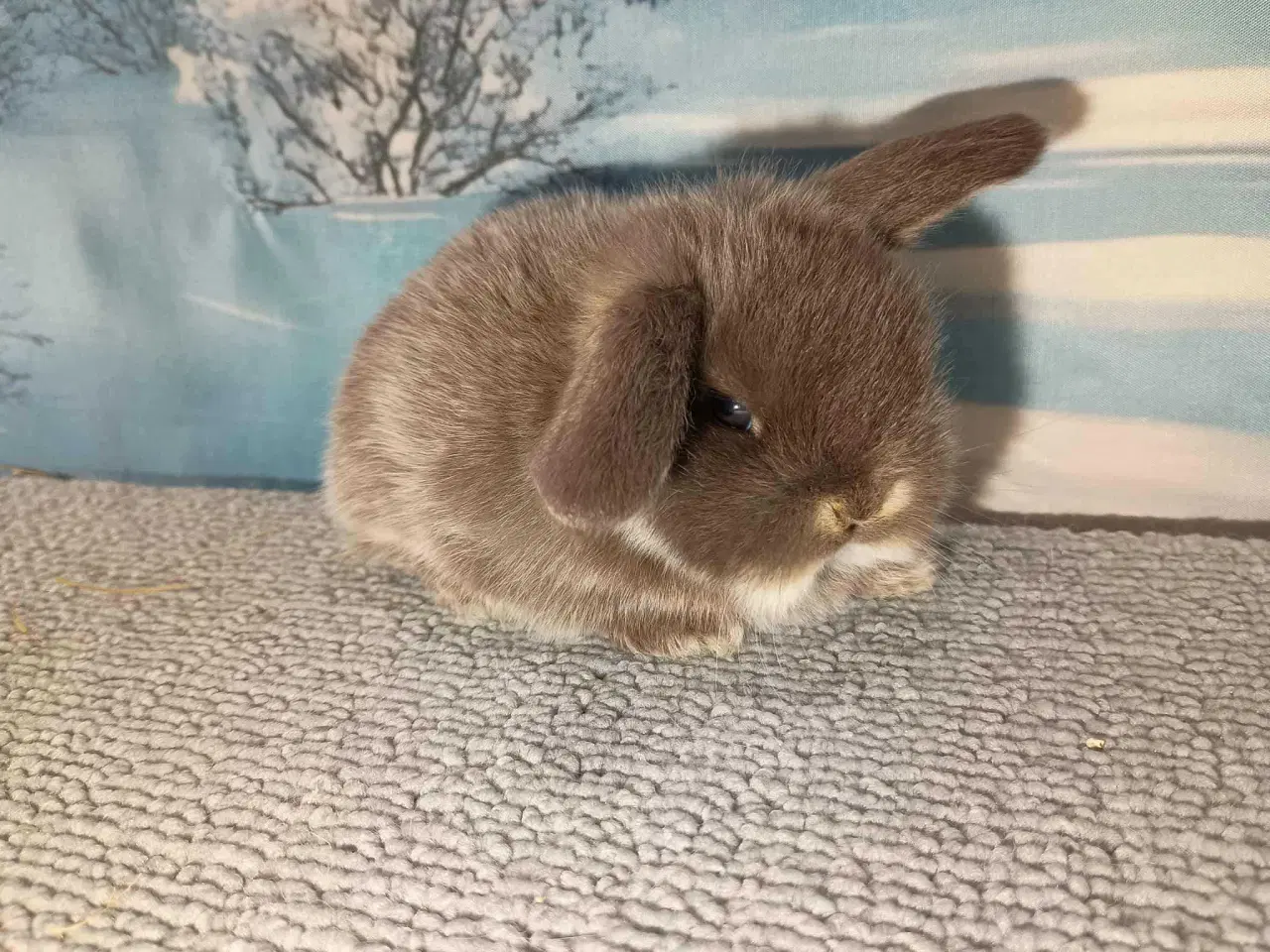 Billede 8 - Minilop pige, dværg kanin hun ung