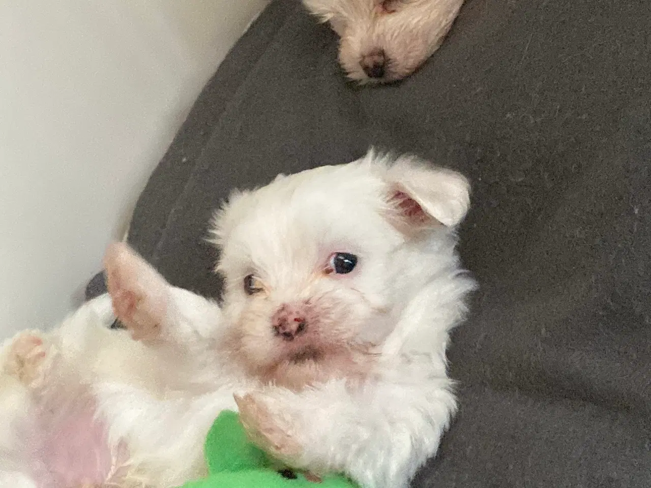 Billede 4 - 3 skønne hanhvalpe søger kærlige hjem fra d.16 nov