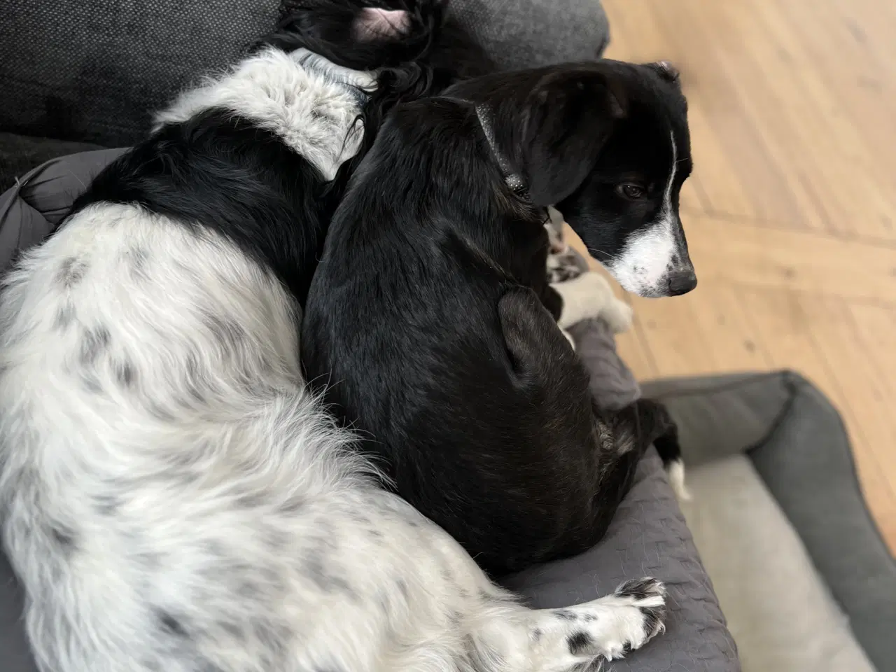 Billede 10 - Smukkeste lille pige søger familie