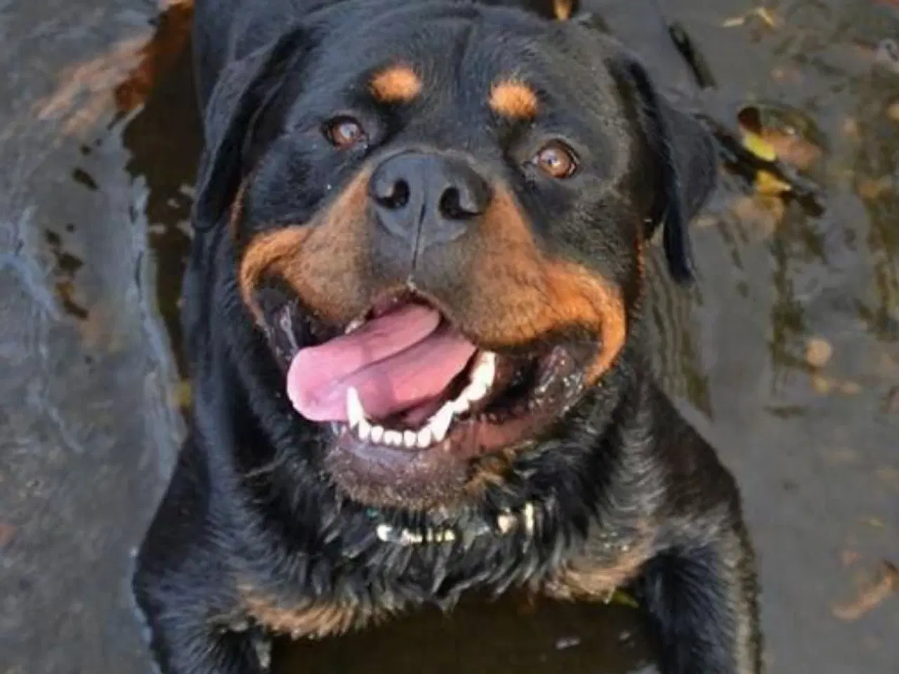 Billede 1 - Rottweiler hvalpe sælges 