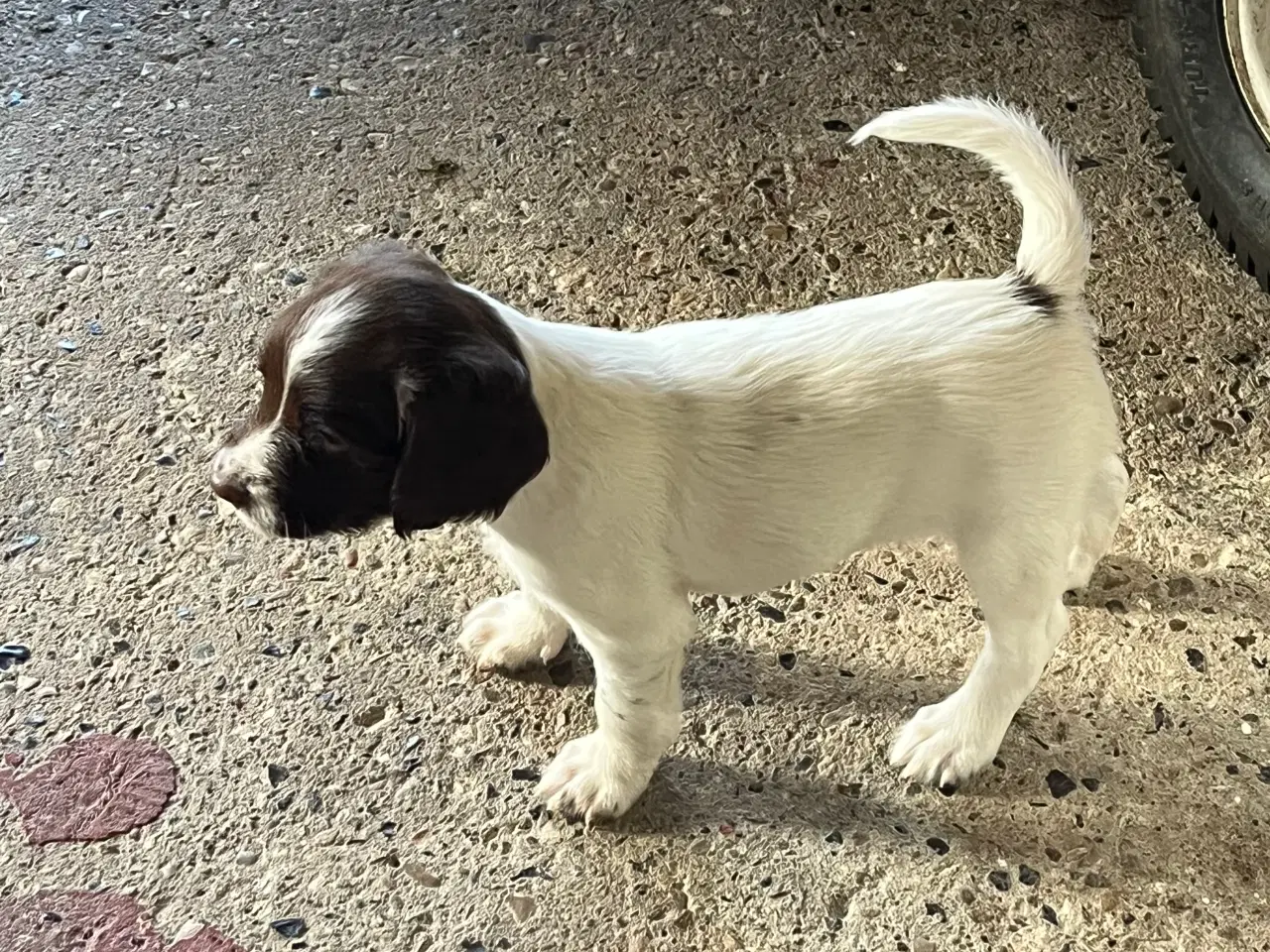 Billede 4 - engelsk springer spaniel
