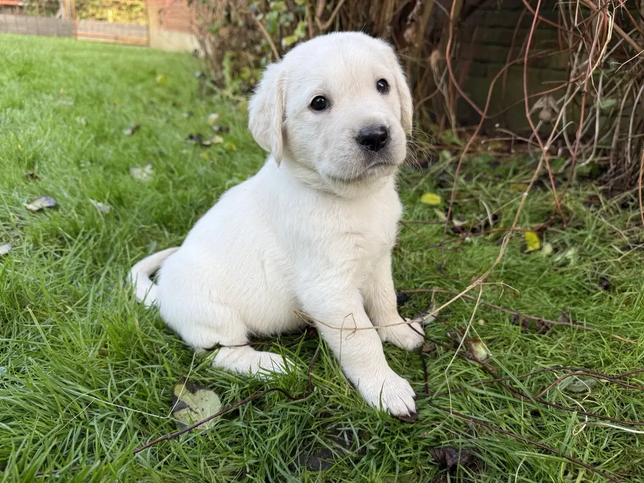 Billede 1 - Labrador/Golden Retriever