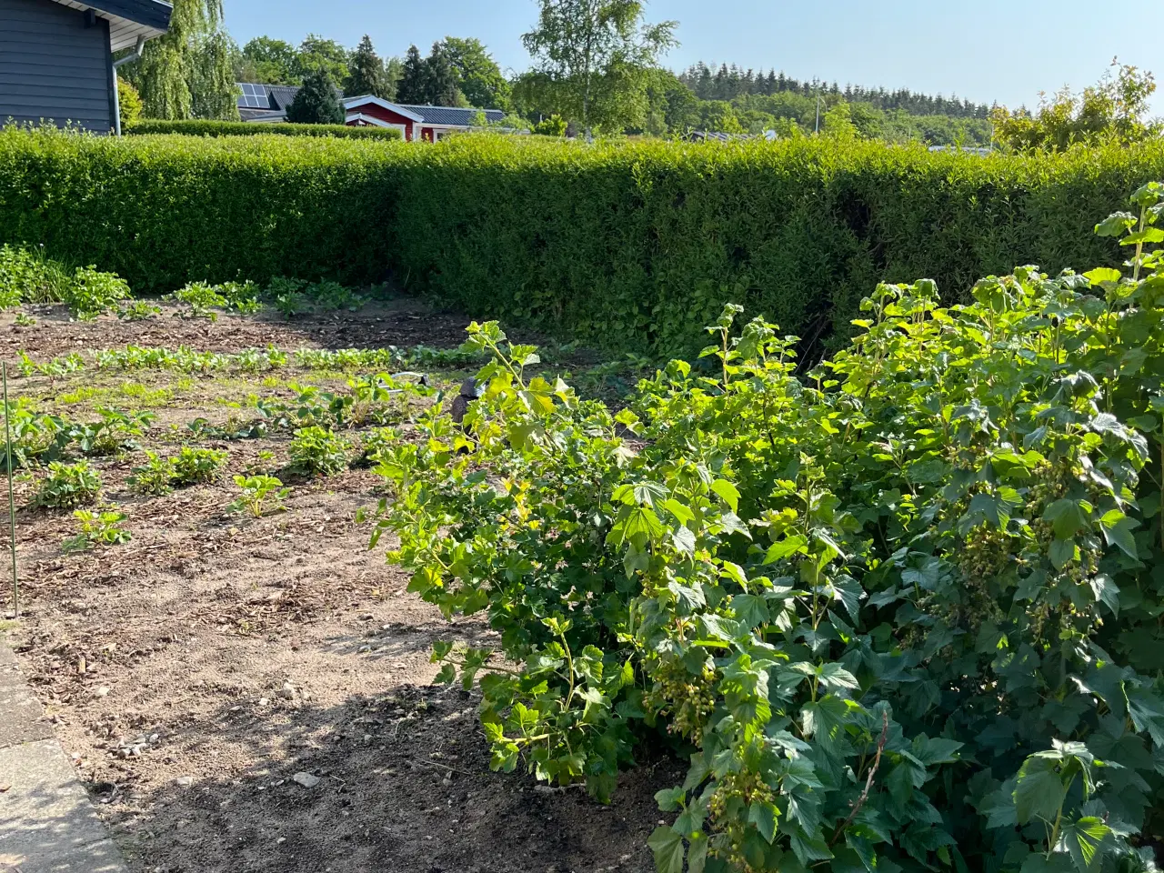 Billede 4 - 🌿 Kolonihave til salg i HF Granholt – Hadsten 🌿