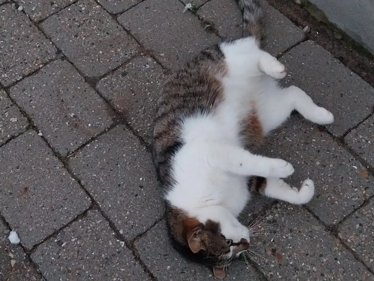 Billede 2 - Flot hunkat