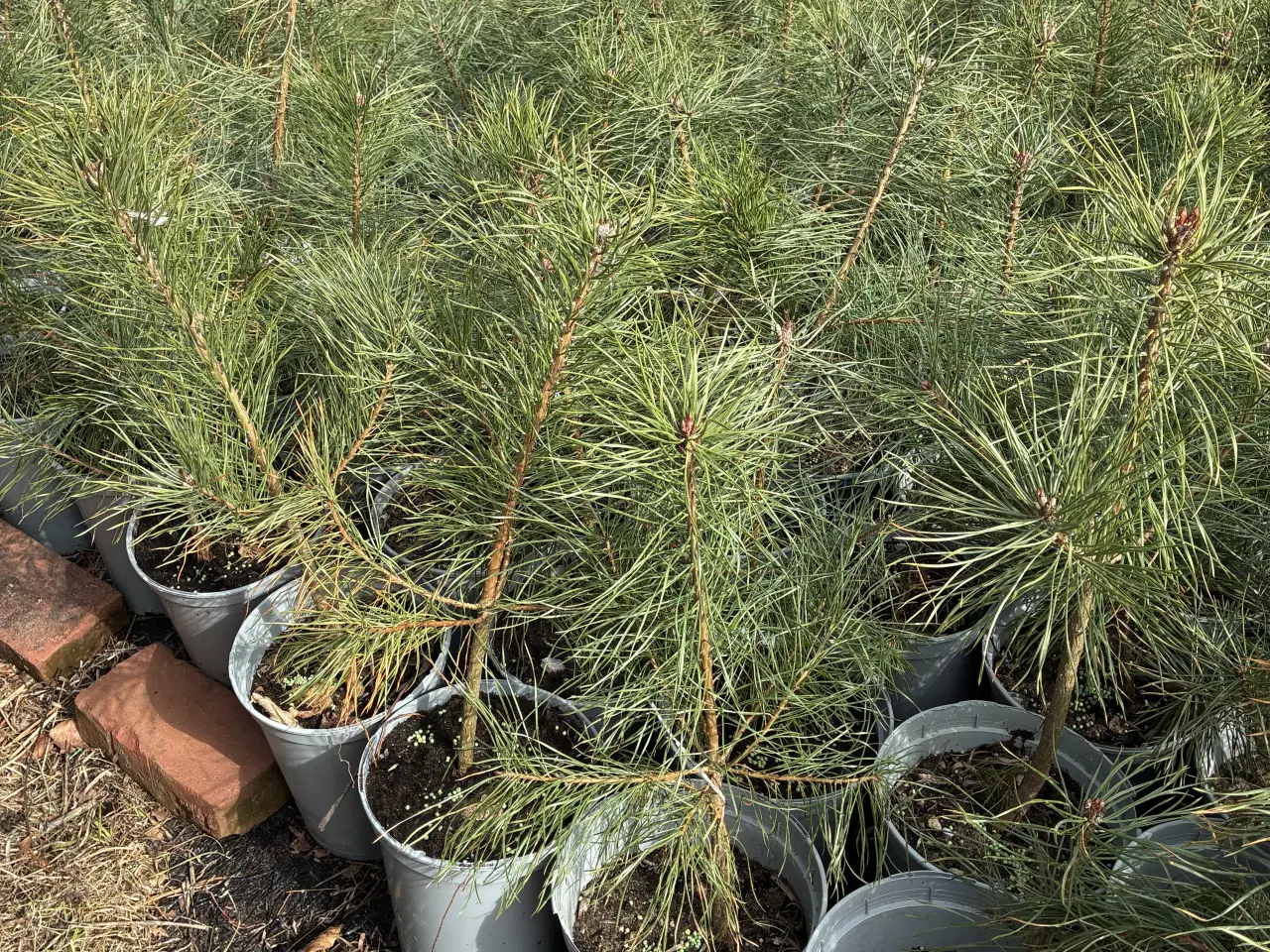 Billede 1 - Skovfyr 50-70 cm (pottegroet) 