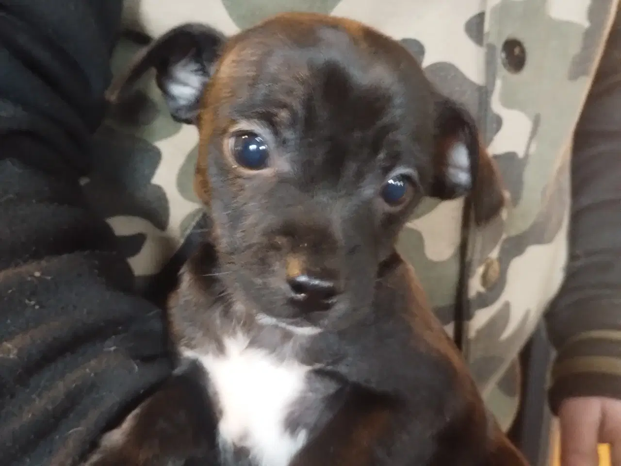 Billede 5 - blandings hund ds gårdhund chichacha