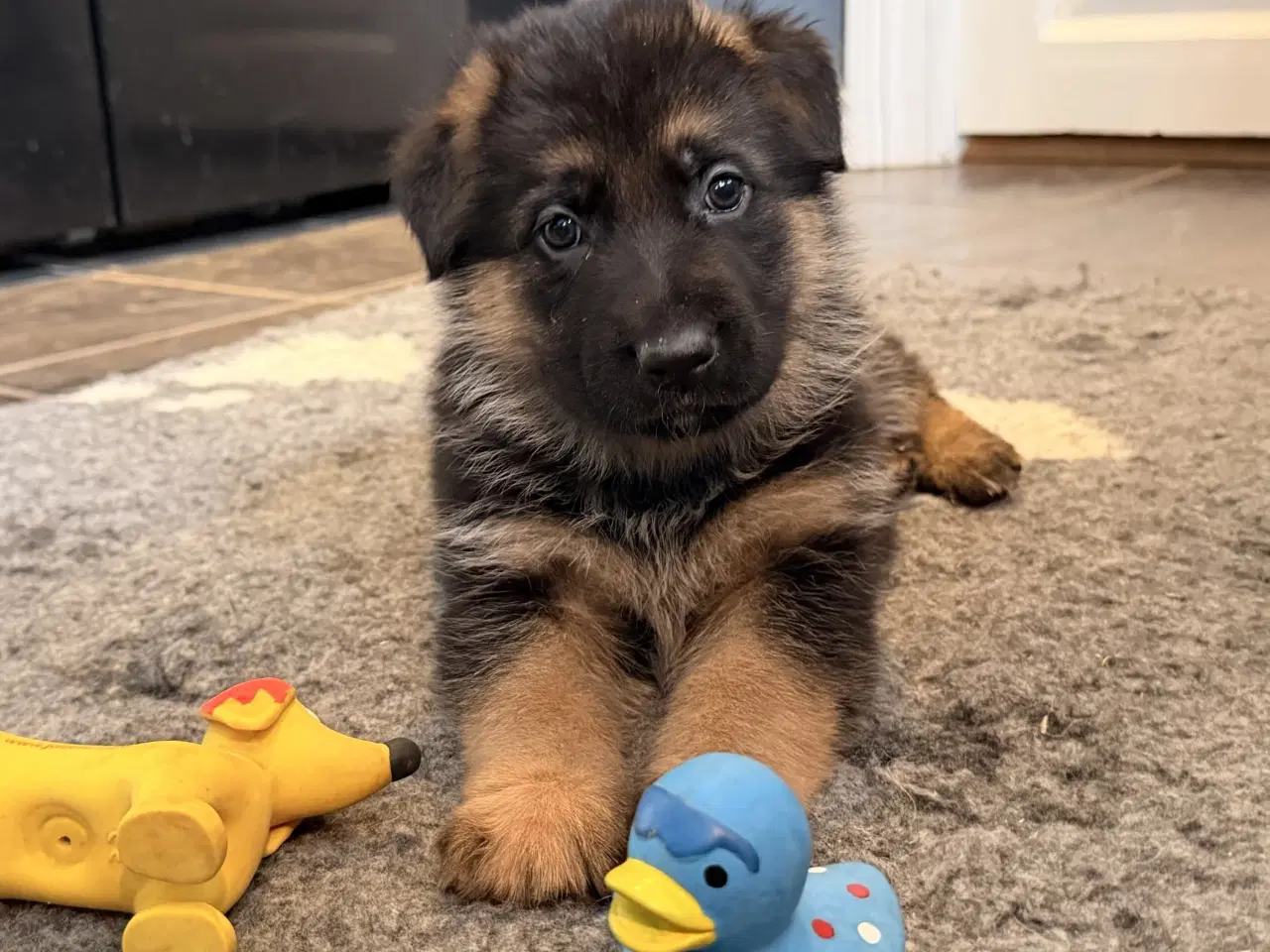 Billede 5 - Schæferhvalpe med stamtavle