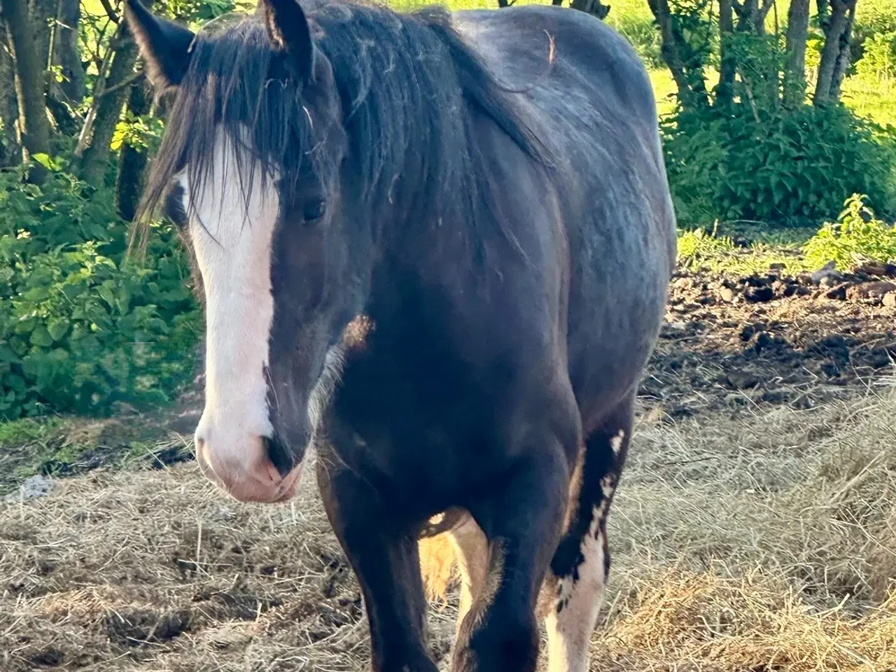 Billede 5 - Irish cob vallak 