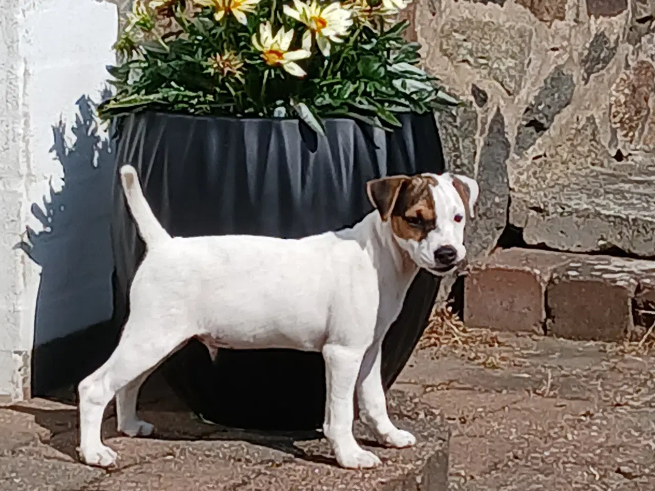 Billede 1 - Jack russel terriere, hanhvalp.