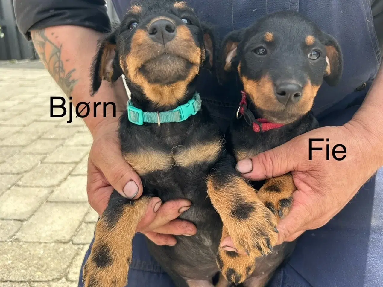 Billede 3 - Tysk jagtterrier hvalpe