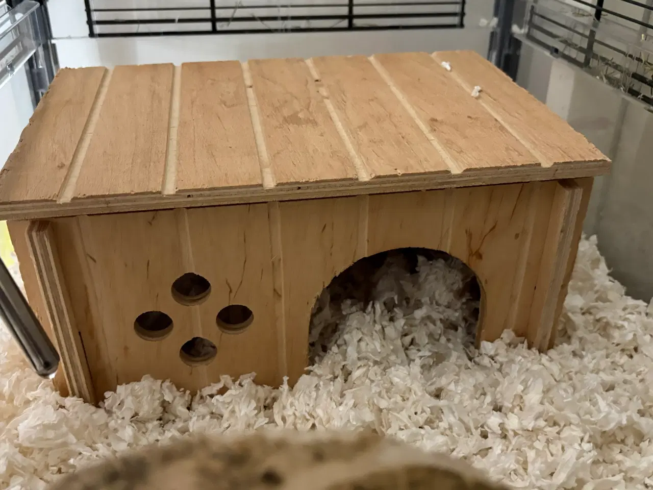 Billede 5 - To Han marsvin og tilbehør 