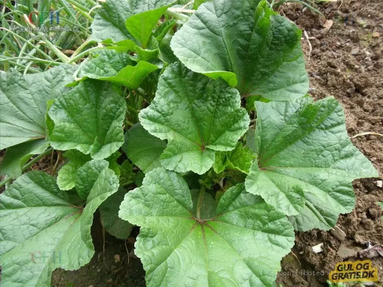 Billede 2 - Marrokansk spinat (Malva-salat)