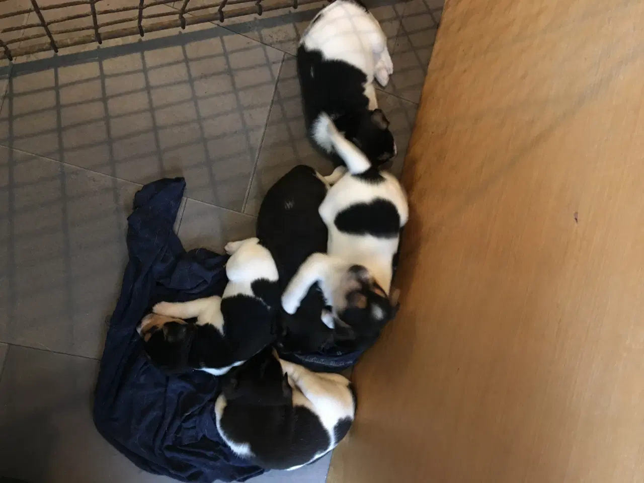 Billede 2 - Dansk Svensk Gårdhundehvalpe-4 han- og 2 tævehvalp