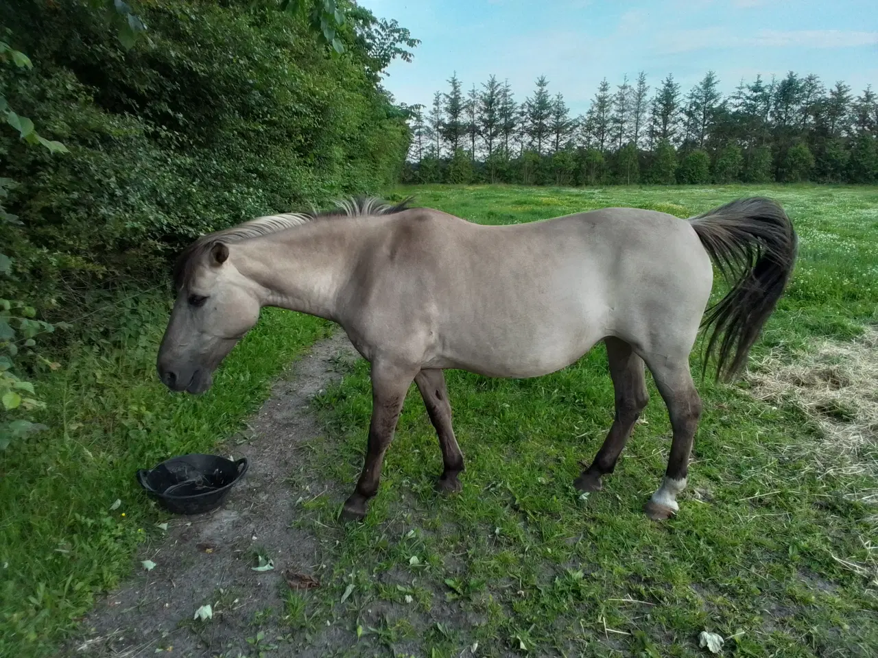 Billede 1 - PONY 