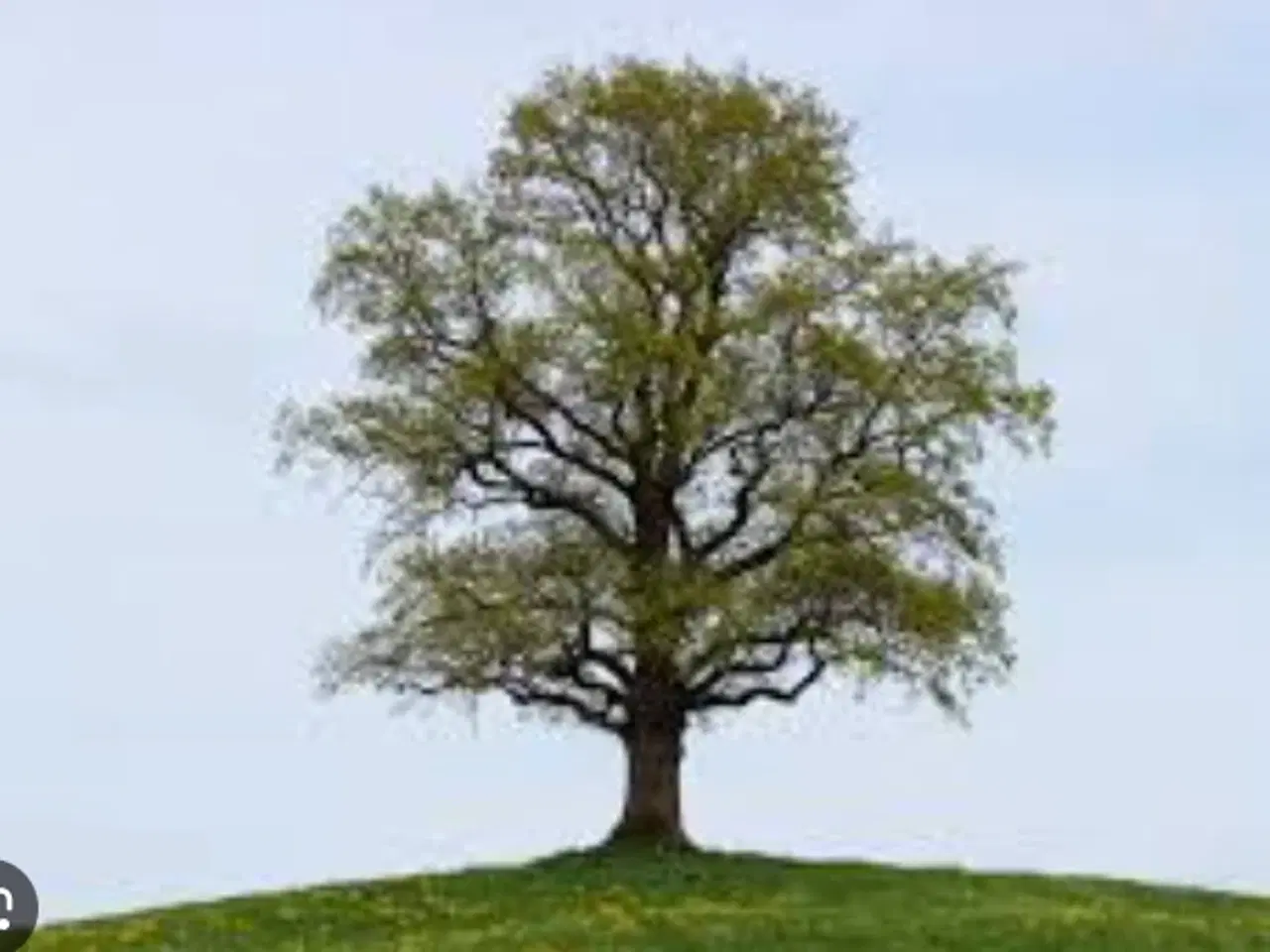 Billede 1 - Jagt v. Faaborg udlejes