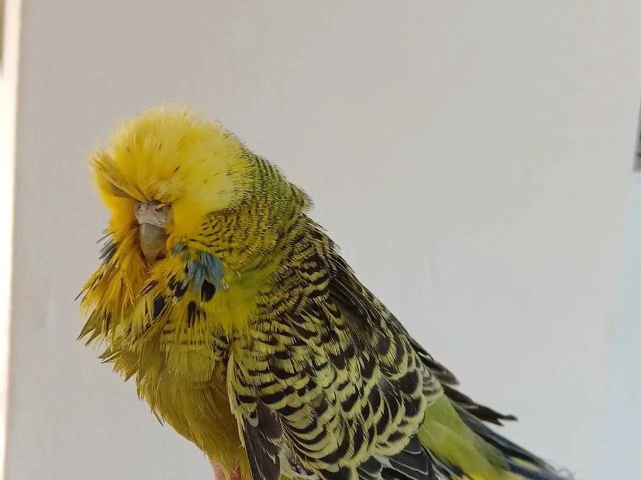 Billede 4 - Engelsk undulat hun, håndvandt