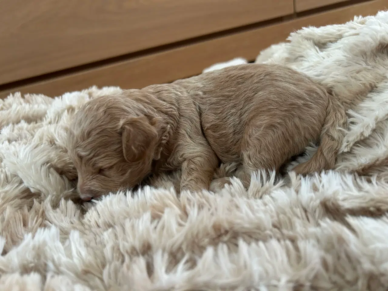 Billede 2 - Dværg puddel hundehvalpe