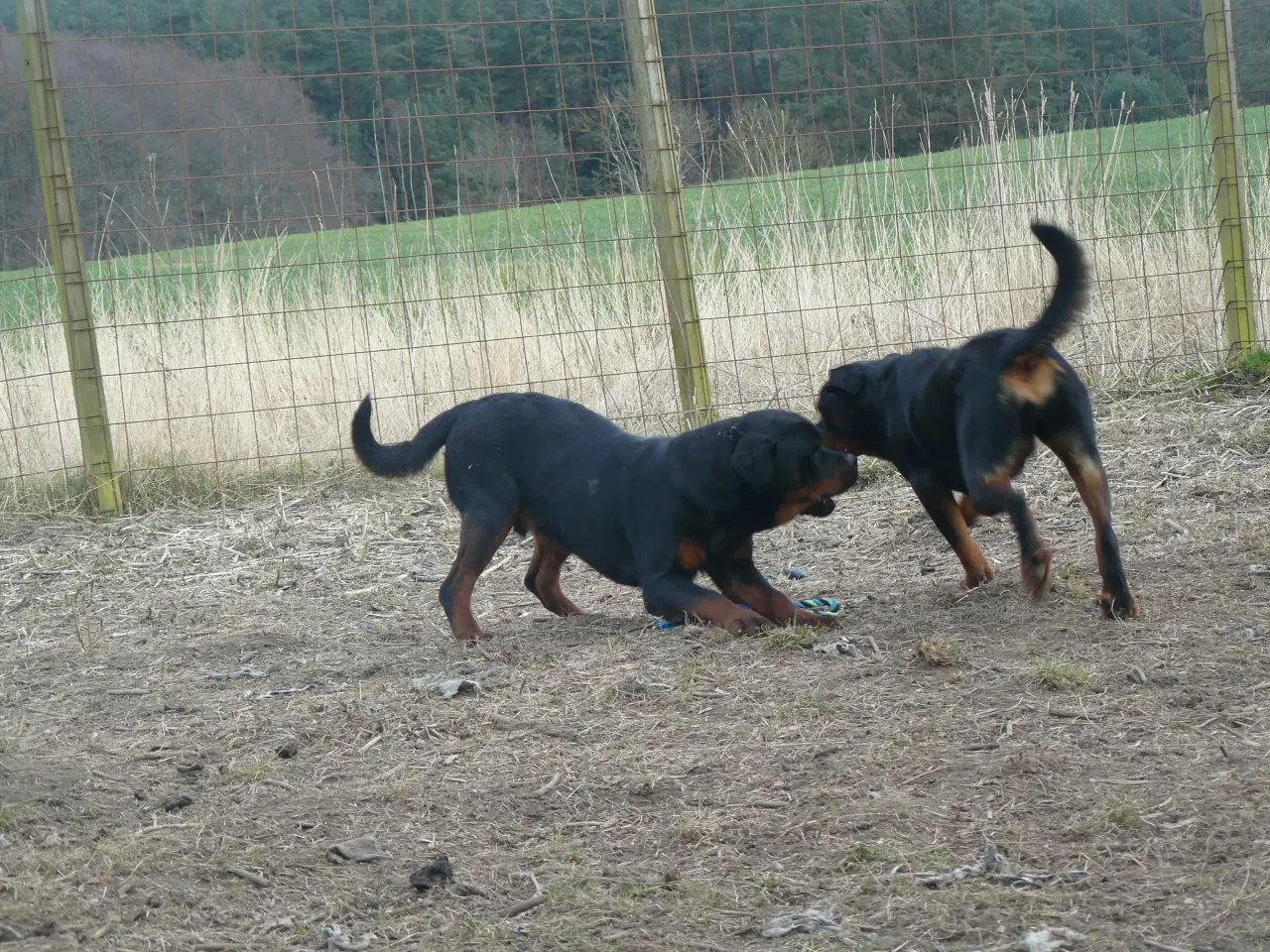 Billede 16 - Rottweiler hvalpe  med DKK tavle