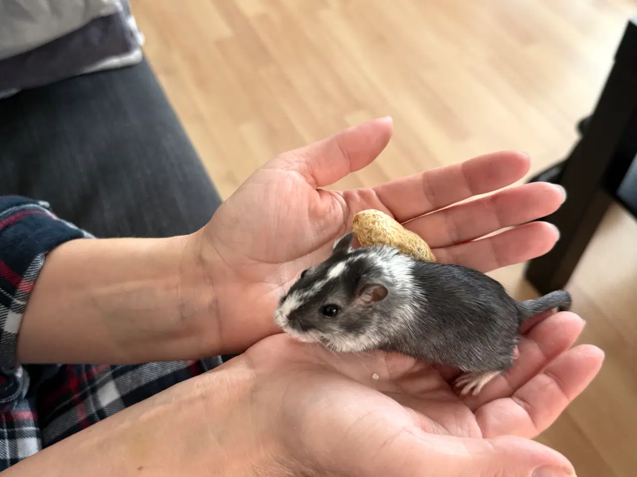 Billede 17 - 2 søde ørkenrotte-hanner søger nyt hjem 🐭✨