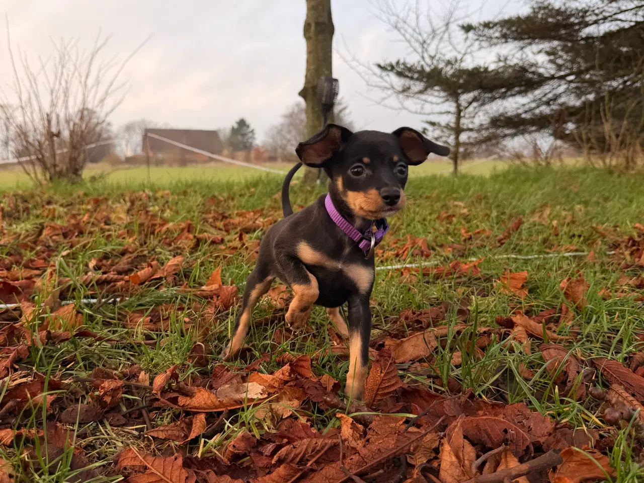 Billede 1 - Lille Hundehvalp 