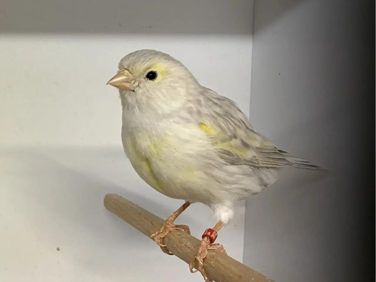 Billede 2 - Agat Opal Gul Mosaik