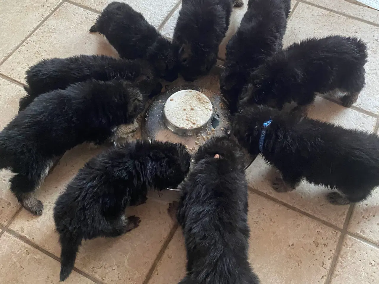 Billede 2 - Schæfer hvalpe med DKK stamtavle 