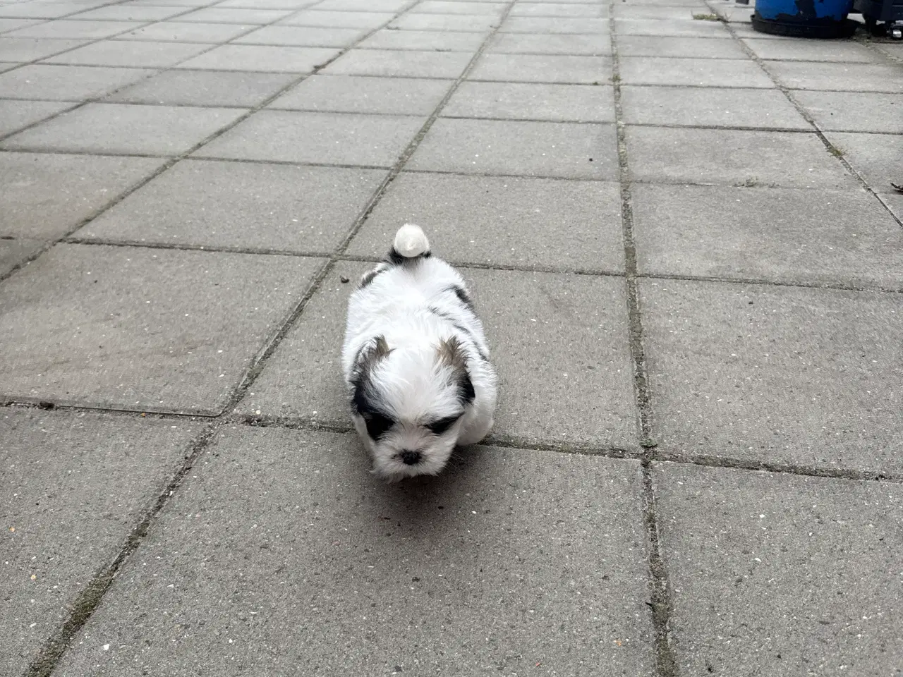 Billede 4 - Lhasa apso tæve