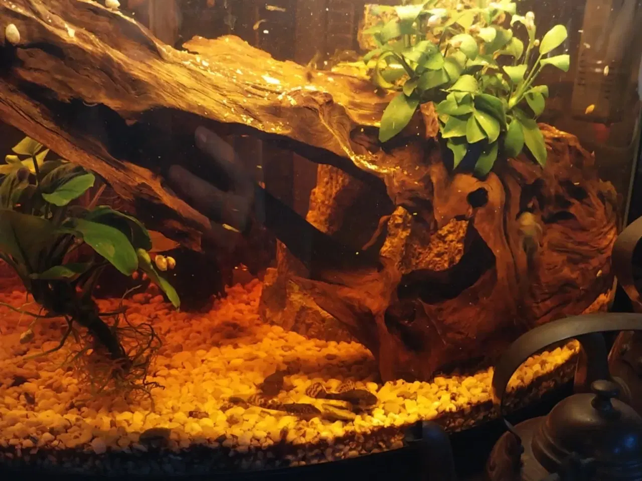 Billede 1 - Akvarie med fisk og tilbehør 