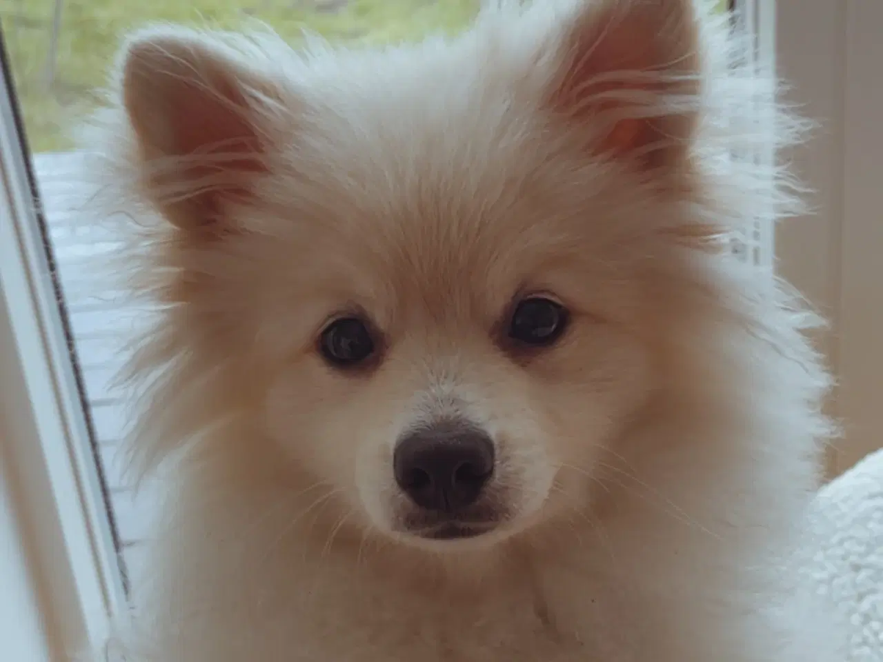 Billede 2 - Smuk cremefarvet hvalp søger nyt og kærligt hjem