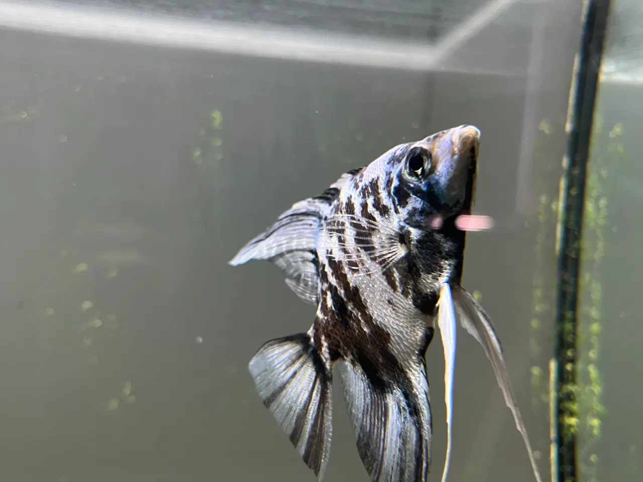 Billede 2 - Akvarie Fisk 4 stk
