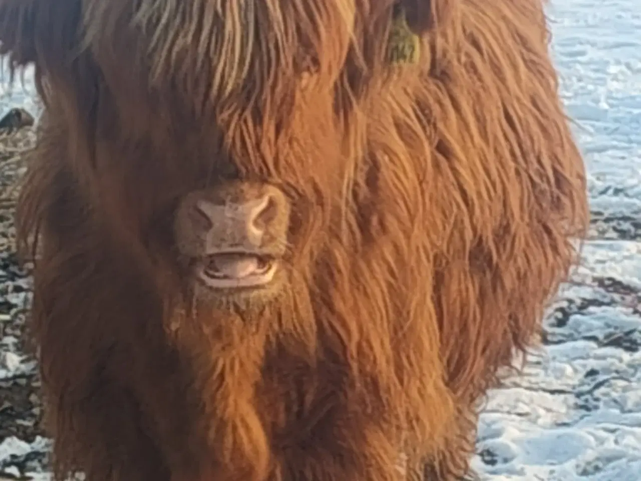 Billede 1 - Skottekvie sælges