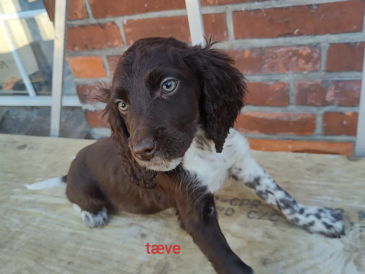 Billede 5 - Familiehunde/Jagthunde kleiner Münstländer 