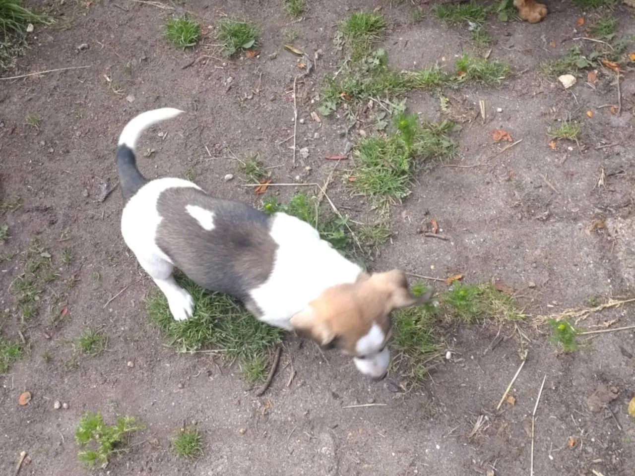Billede 2 - Jack Russell 
