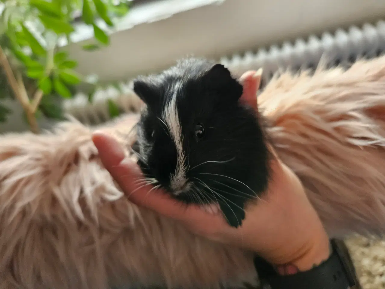 Billede 1 - Marsvine unger