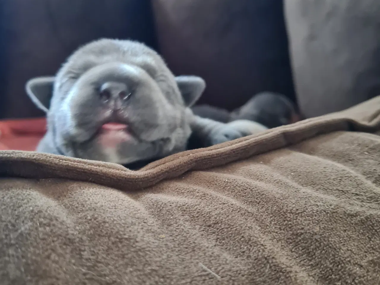 Billede 10 - Blu Dreng Abkc American Bully 