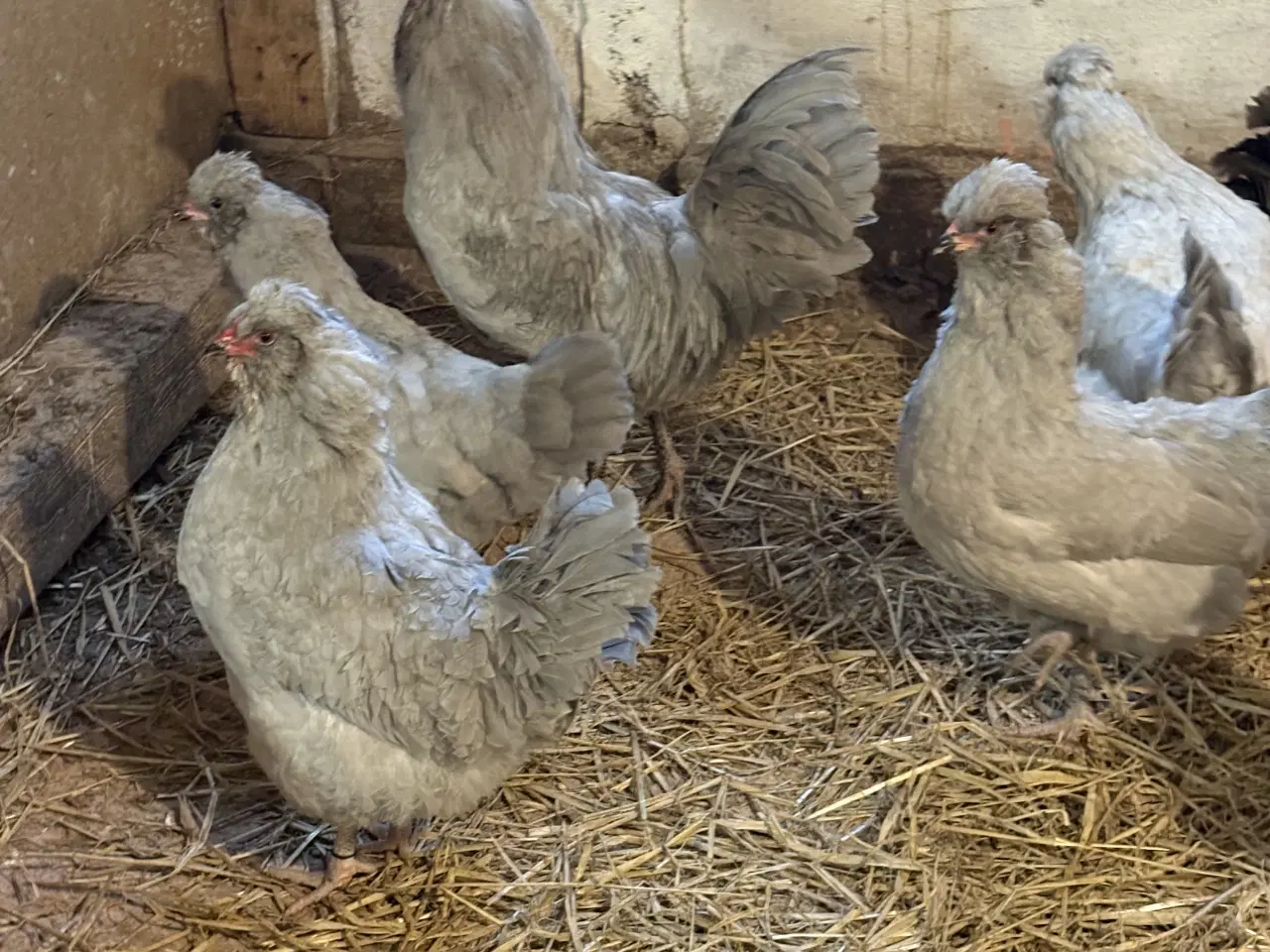 Billede 4 - Kyllinger fra racehøns Grønlægger 