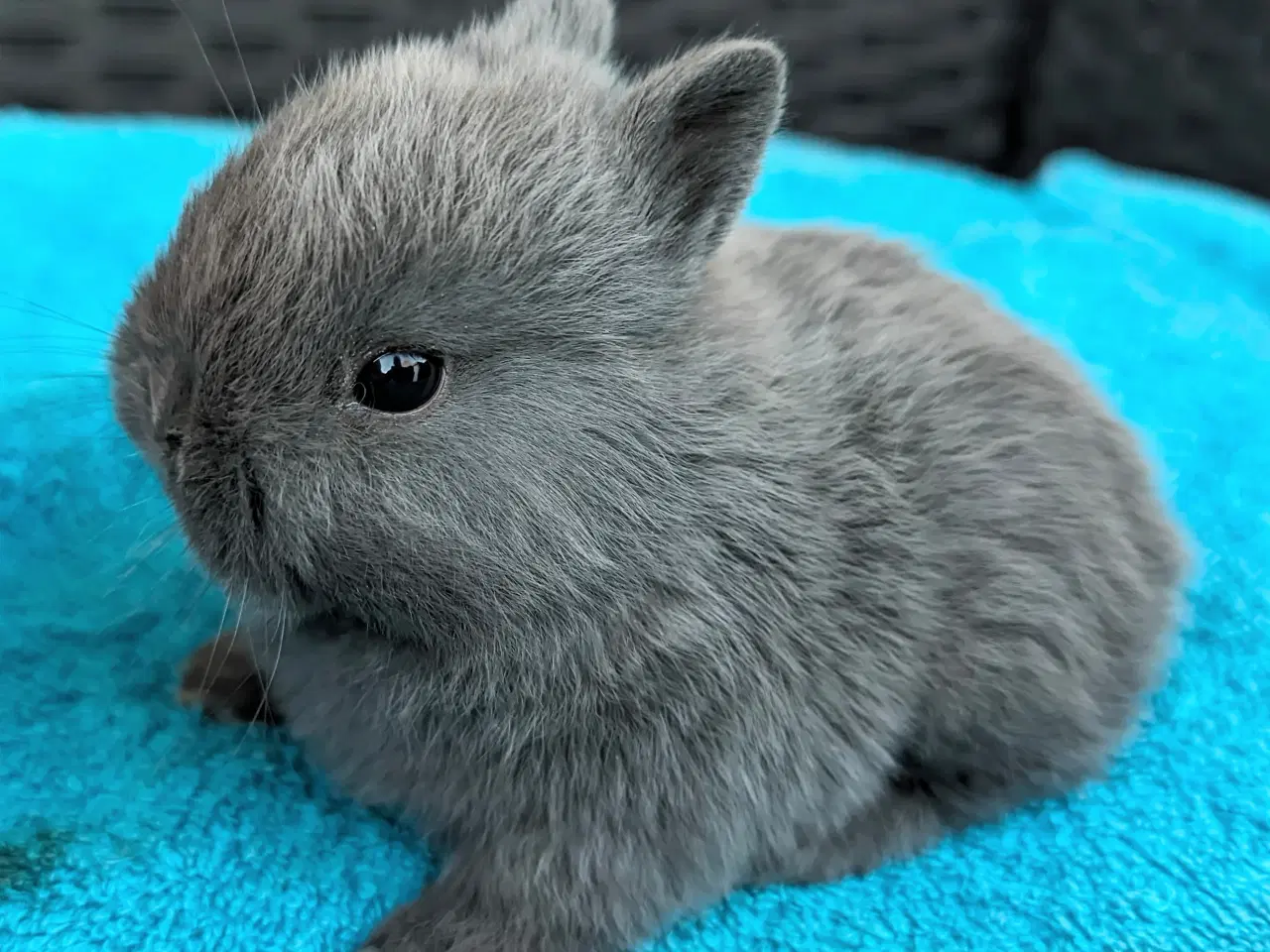 Billede 2 - Hermelin kaninunge sælges