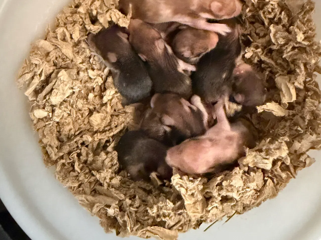 Billede 5 - Guldhamster unger