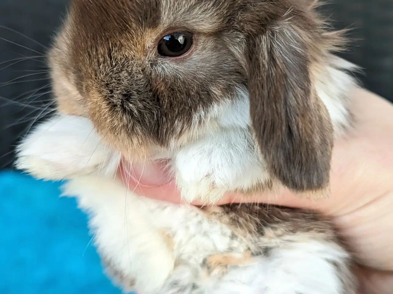 Billede 7 - Minilop kaninunge sælges